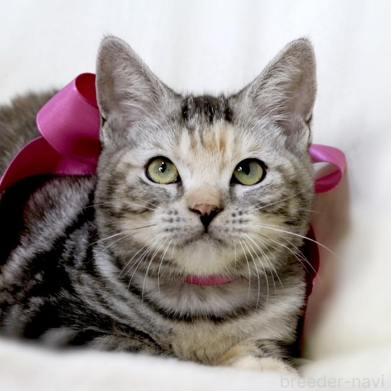 販売中の栃木県のマンチカン-134359の5枚目