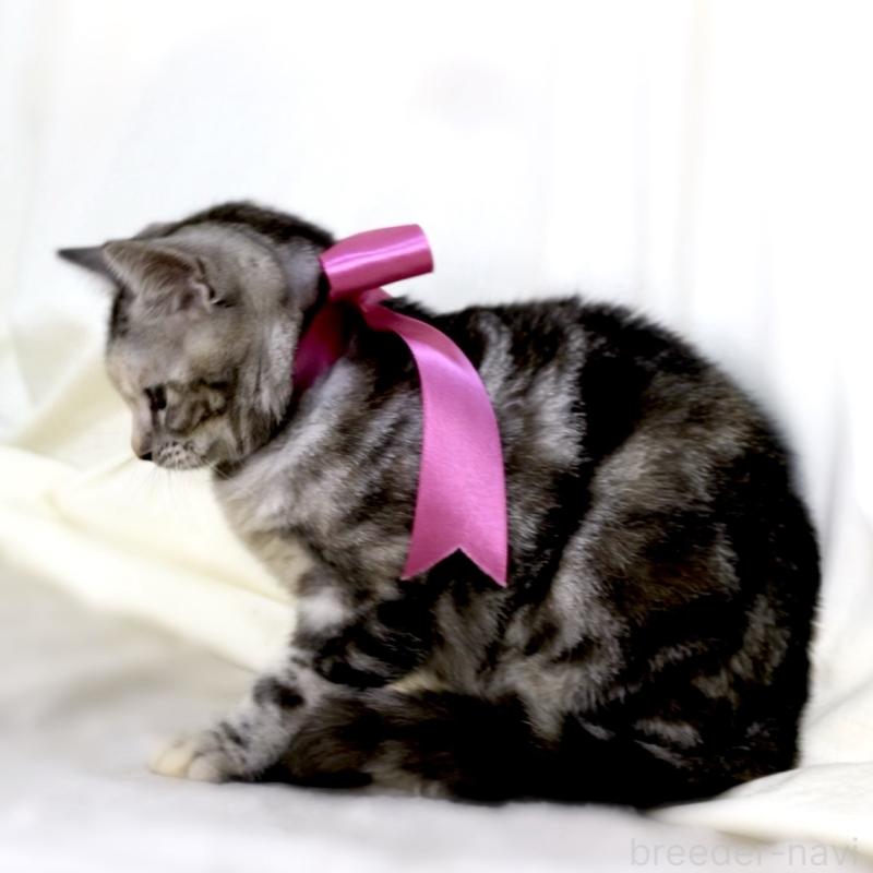 販売中の栃木県のマンチカン-134359の4枚目