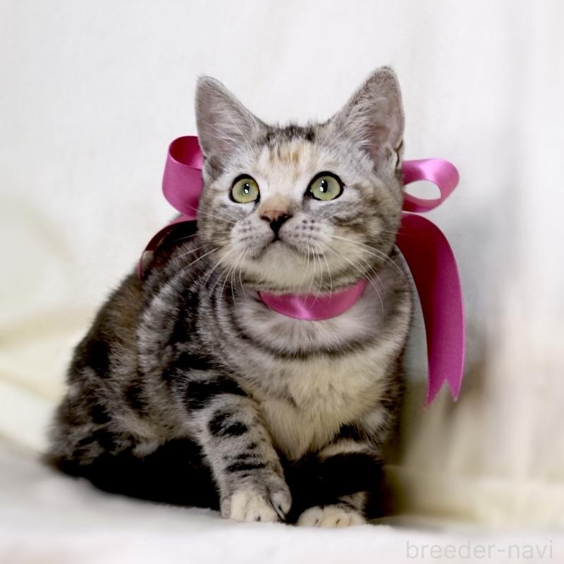 販売中の栃木県のマンチカン-134359の3枚目