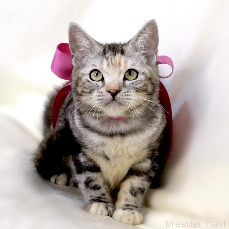 販売中の栃木県のマンチカン-134359の2枚目