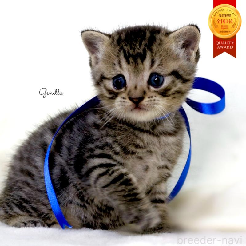 販売中の栃木県のジェネッタ-136374