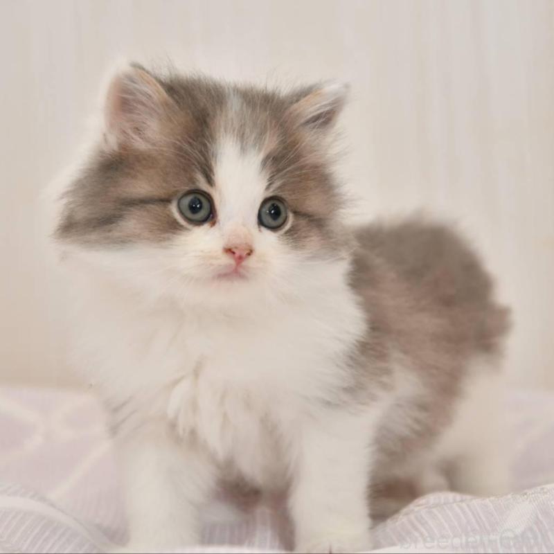 販売中の宮城県のサイベリアン-136694の4枚目