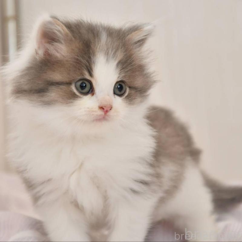 販売中の宮城県のサイベリアン-136694の2枚目