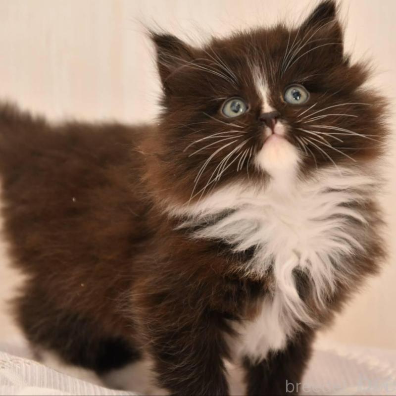 販売中の宮城県のサイベリアン-136696の3枚目