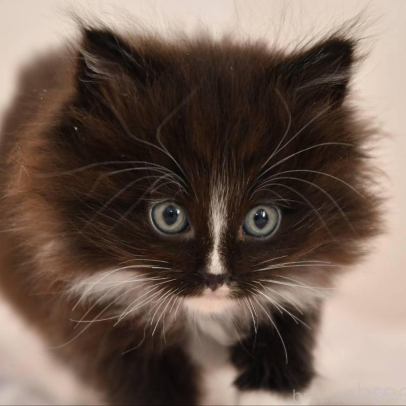 販売中の宮城県のサイベリアン-136696の2枚目