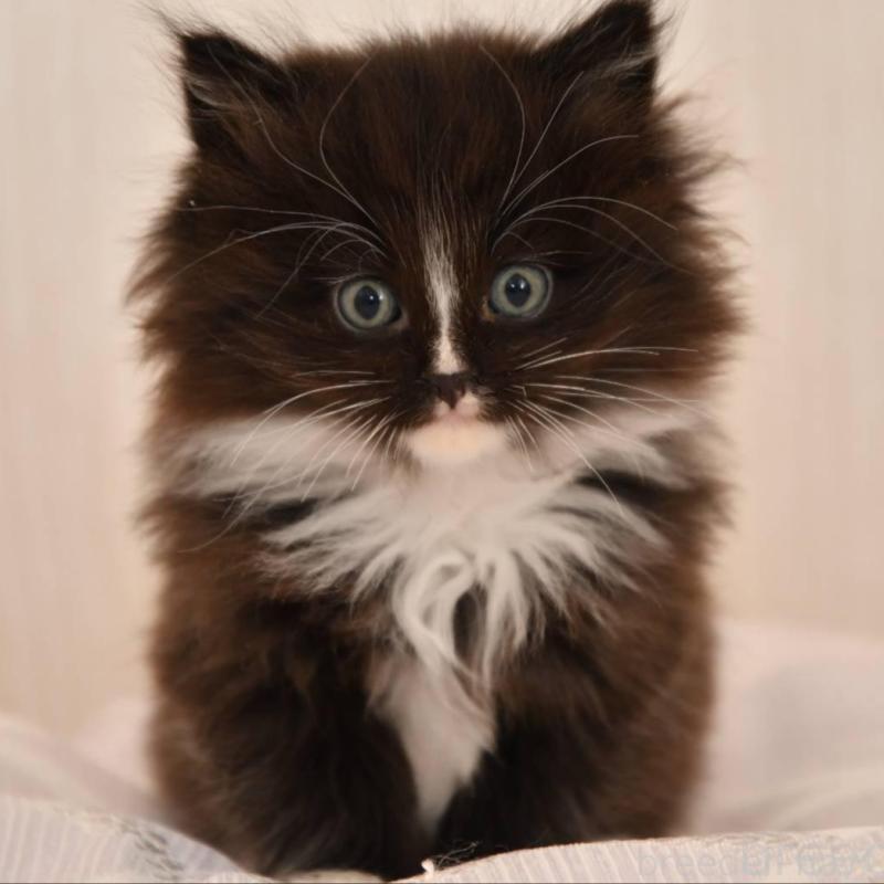 販売中の宮城県のサイベリアン-136696