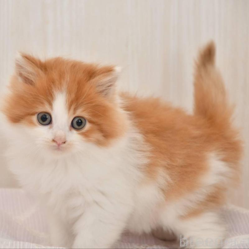 販売中の宮城県のサイベリアン-136697の4枚目