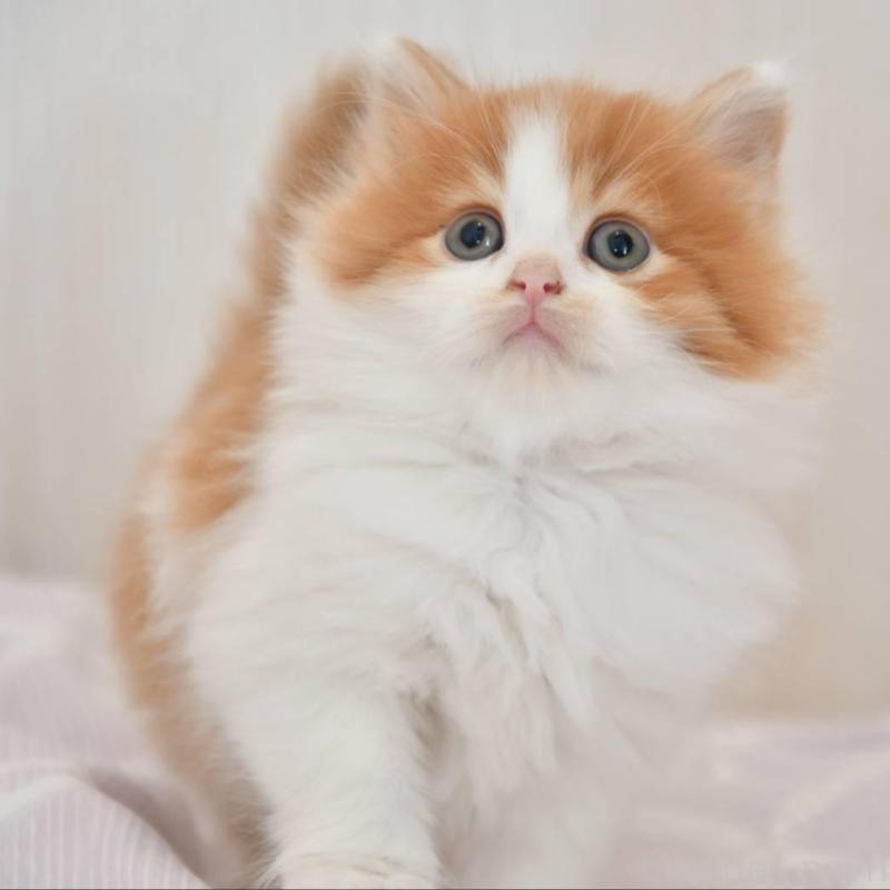 販売中の宮城県のサイベリアン-136697