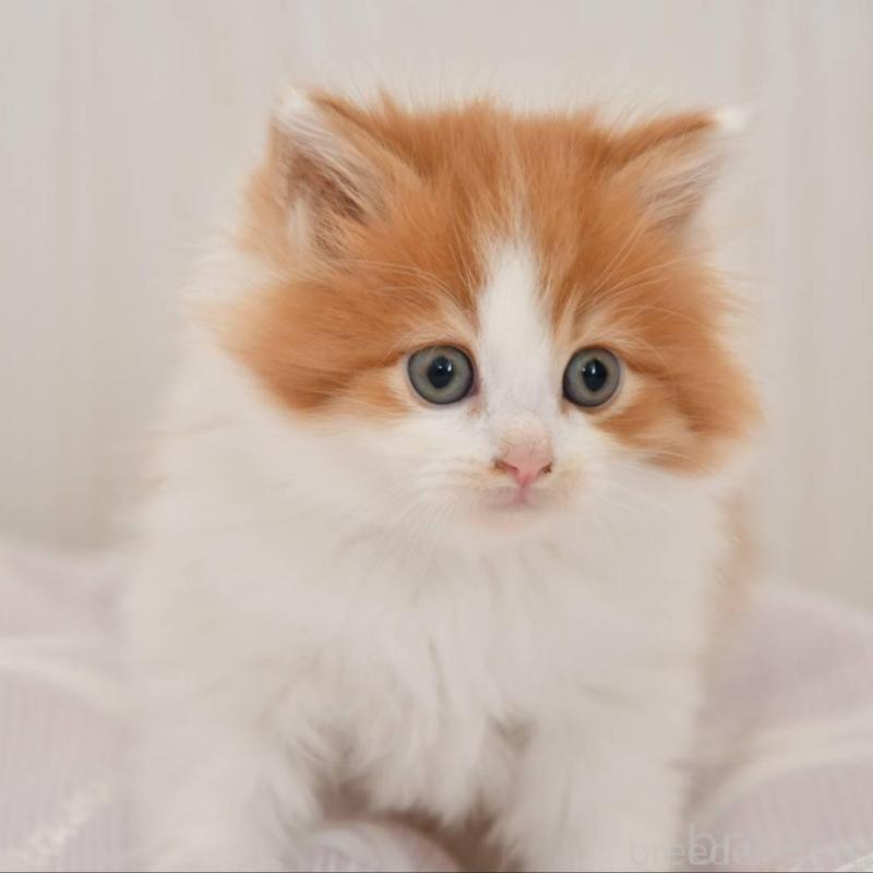 販売中の宮城県のサイベリアン-136697の3枚目