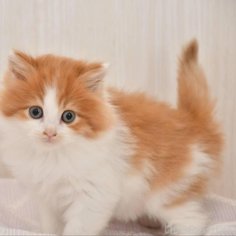 販売中の宮城県のサイベリアン-136697の2枚目