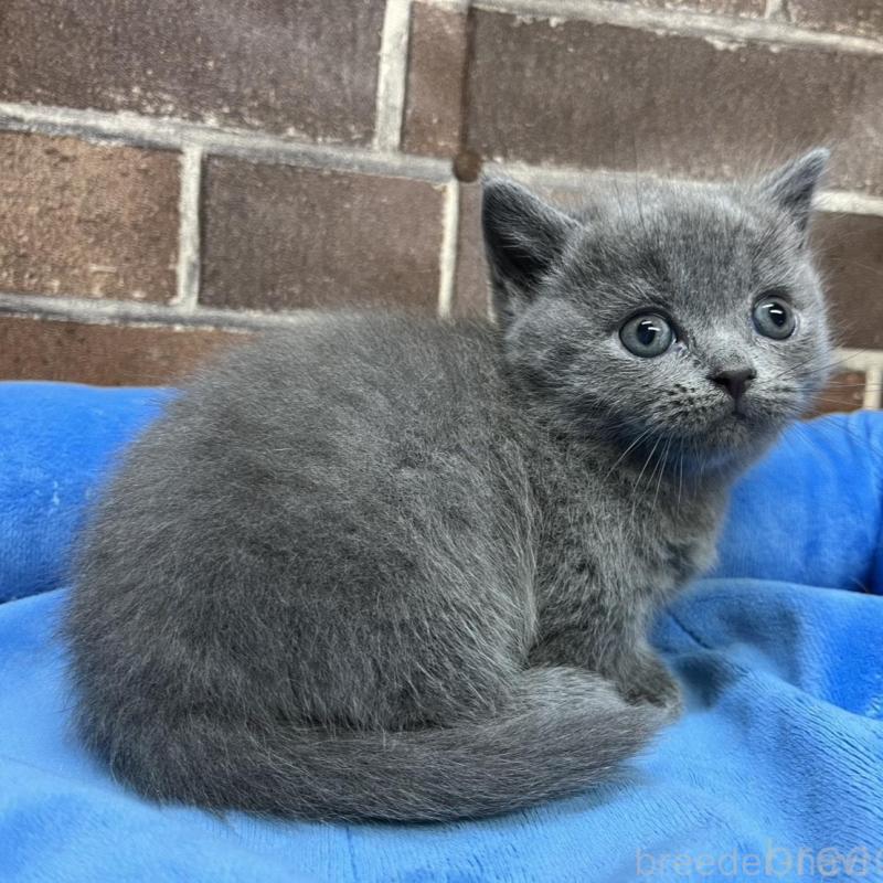 販売中の東京都のマンチカン(短足)-136698の15枚目