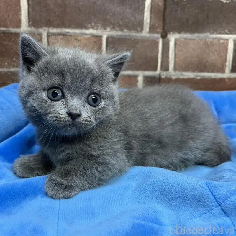 販売中の東京都のマンチカン(短足)-136698
