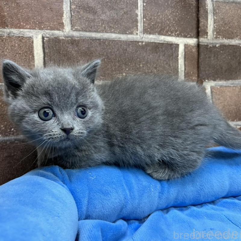 販売中の東京都のマンチカン(短足)-136698の13枚目