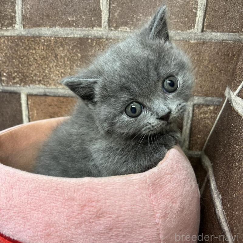 販売中の東京都のマンチカン(短足)-136698の11枚目