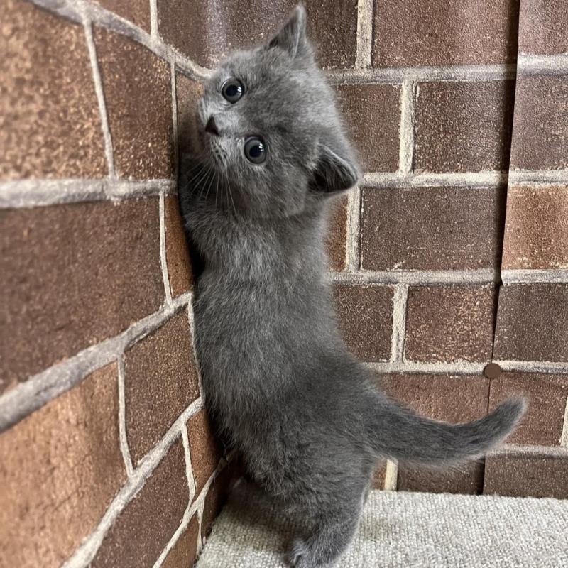 販売中の東京都のマンチカン(短足)-136698の10枚目