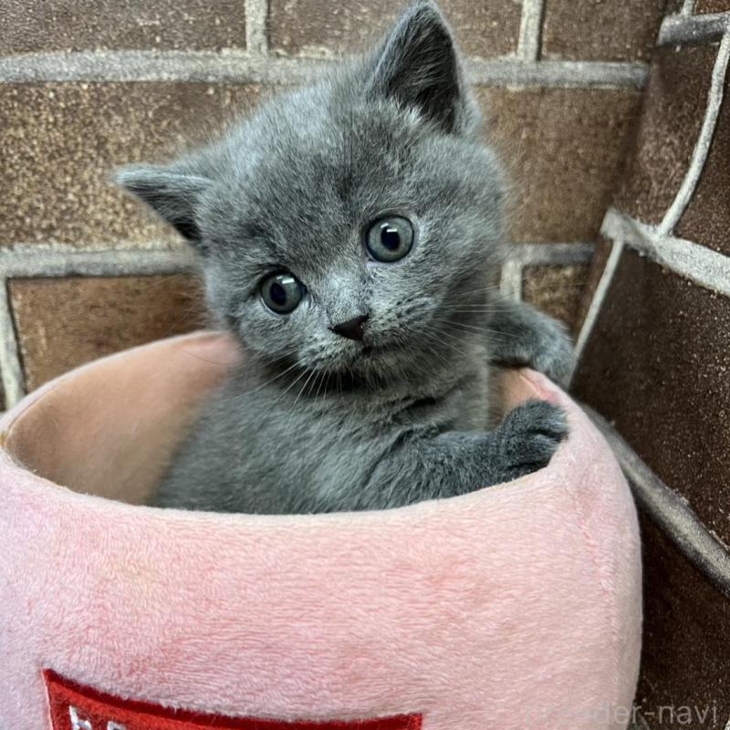 販売中の東京都のマンチカン(短足)-136698の9枚目