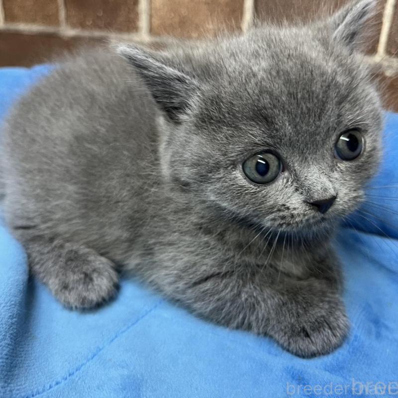 販売中の東京都のマンチカン(短足)-136698の8枚目
