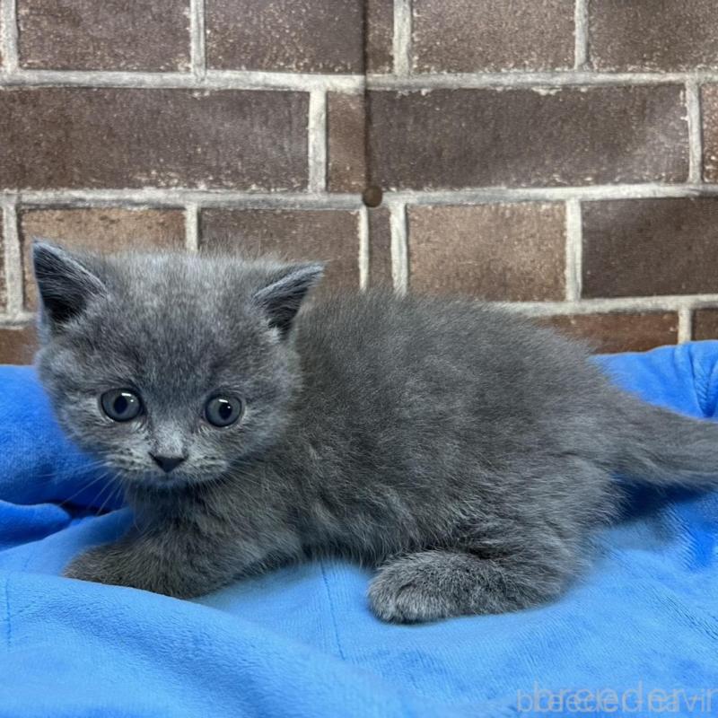 販売中の東京都のマンチカン(短足)-136698の6枚目