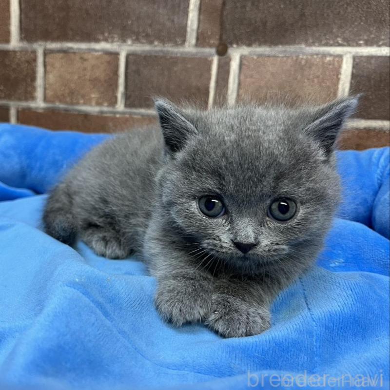 販売中の東京都のマンチカン(短足)-136698の5枚目