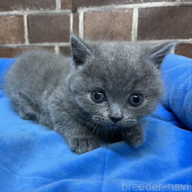 販売中の東京都のマンチカン(短足)-136698の4枚目