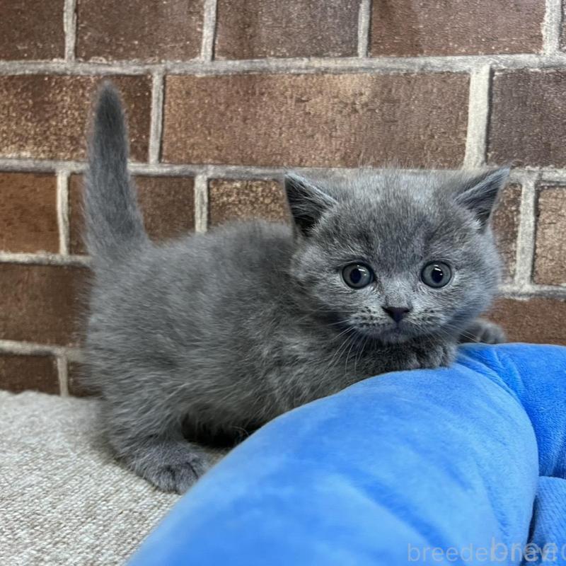 販売中の東京都のマンチカン(短足)-136698の3枚目