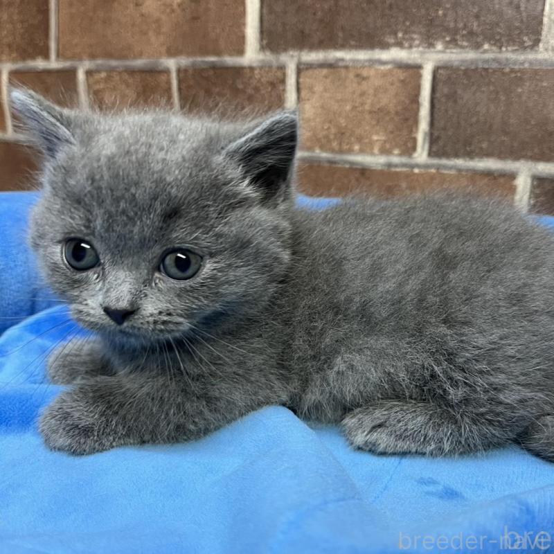 販売中の東京都のマンチカン(短足)-136698の2枚目