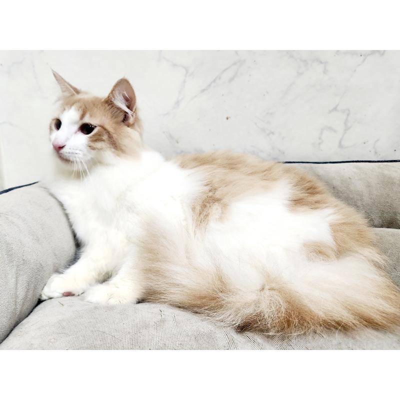 販売中の北海道のノルウェージャンフォレストキャット-131667の2枚目