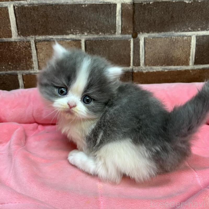 販売中の東京都のマンチカン(短足)-136699の14枚目