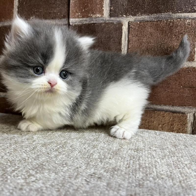 販売中の東京都のマンチカン(短足)-136699の12枚目