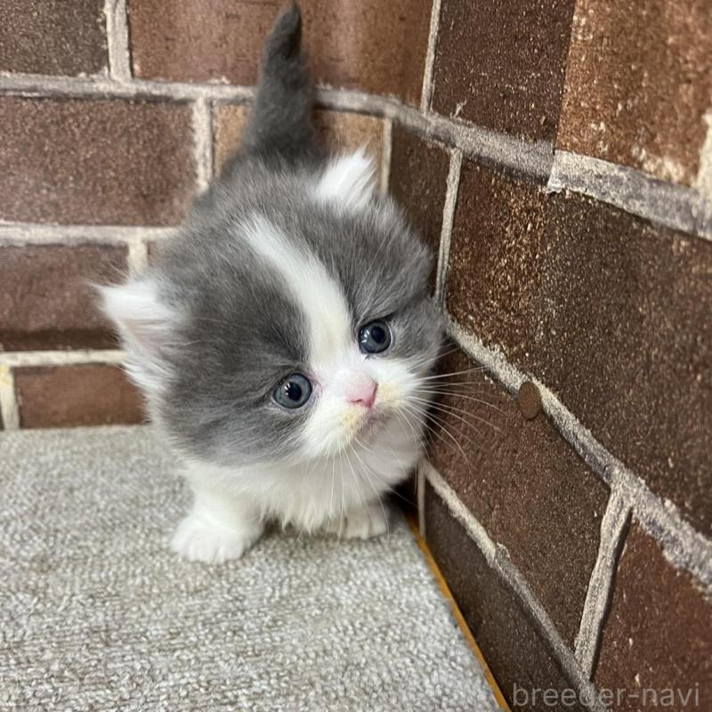 販売中の東京都のマンチカン(短足)-136699の10枚目