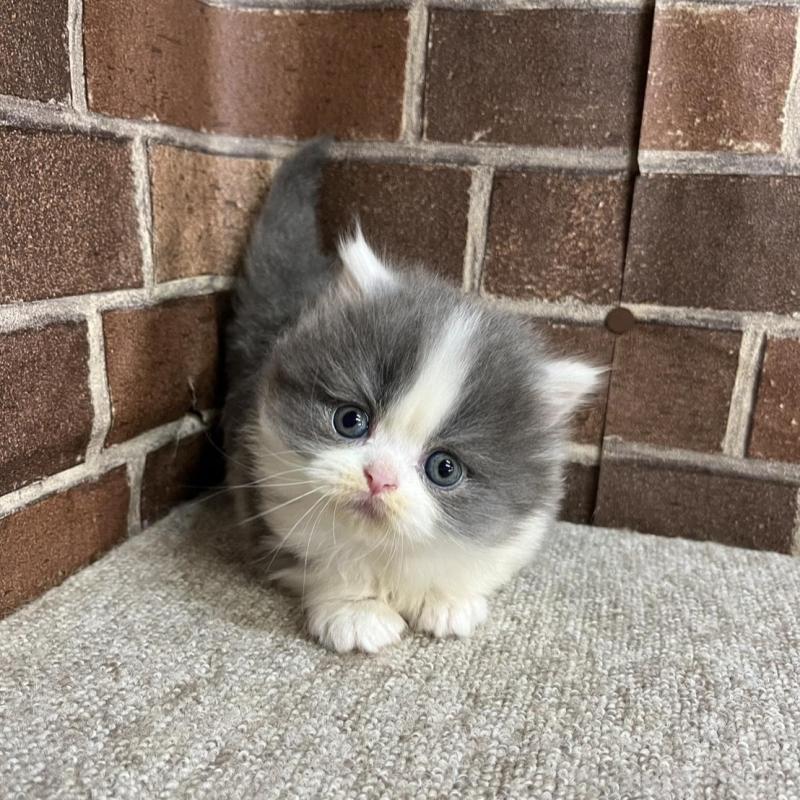 販売中の東京都のマンチカン(短足)-136699の9枚目