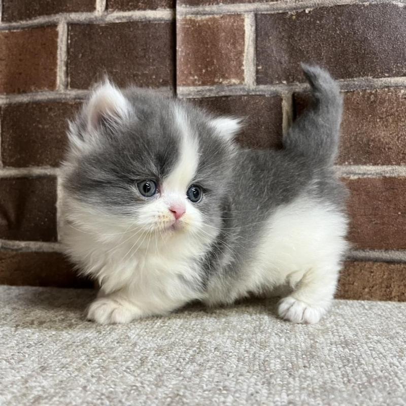 販売中の東京都のマンチカン(短足)-136699の8枚目