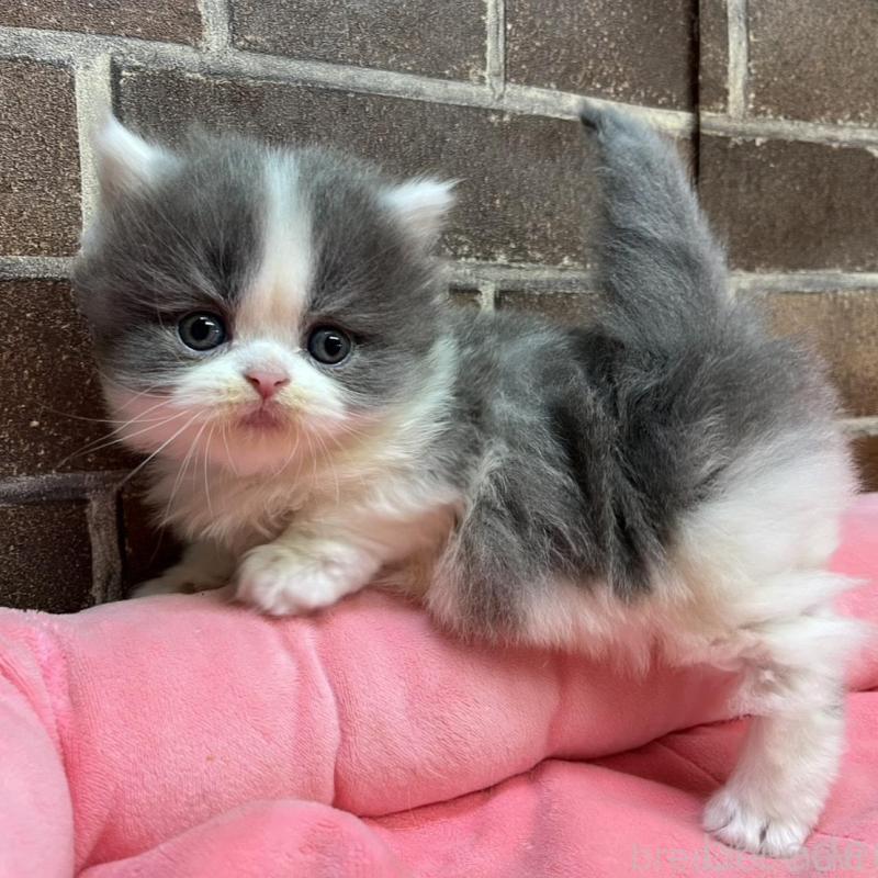 販売中の東京都のマンチカン(短足)-136699の7枚目