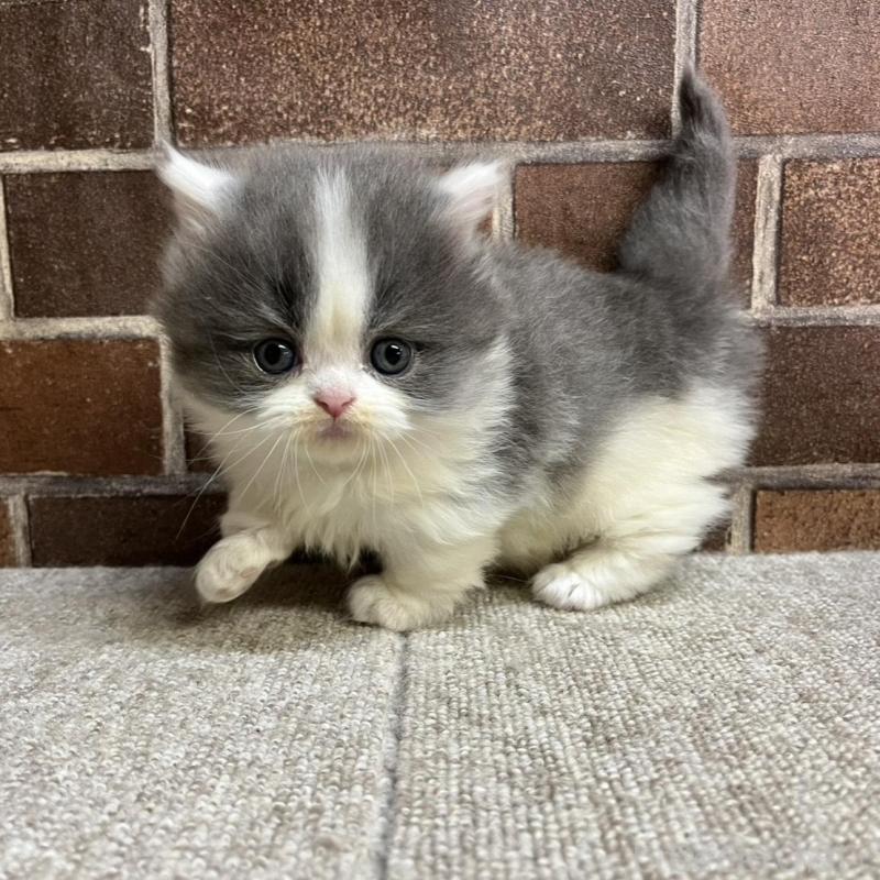 販売中の東京都のマンチカン(短足)-136699の6枚目