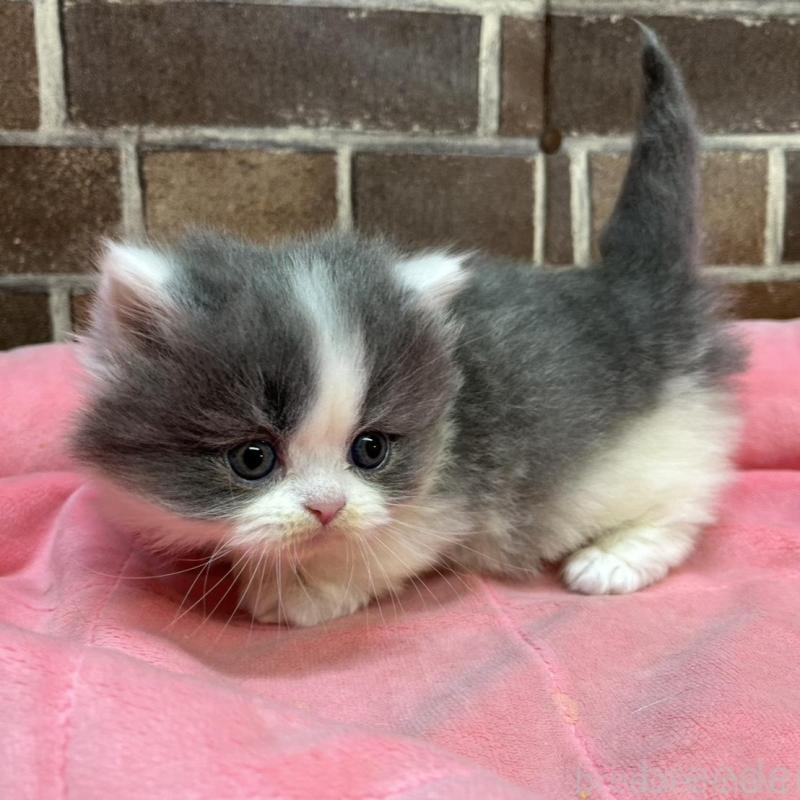 販売中の東京都のマンチカン(短足)-136699の5枚目