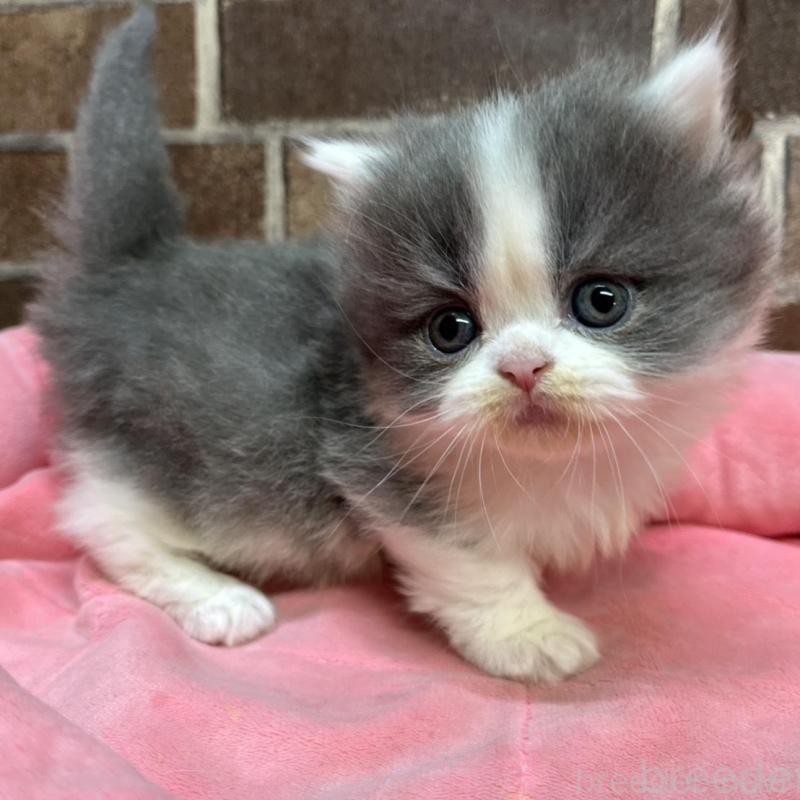 販売中の東京都のマンチカン(短足)-136699の4枚目