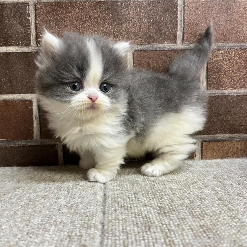 販売中の東京都のマンチカン(短足)-136699の3枚目