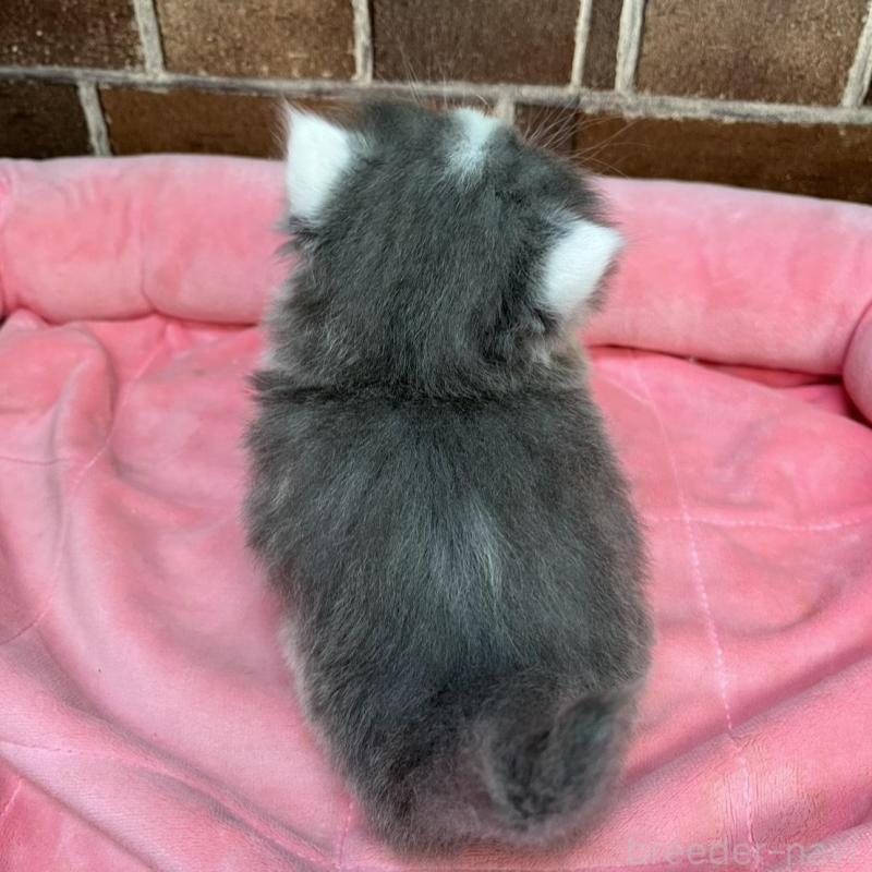 販売中の東京都のマンチカン(短足)-136699の2枚目