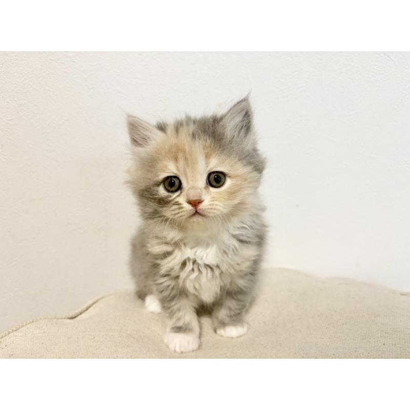 成約済の兵庫県のサイベリアン-135807の7枚目