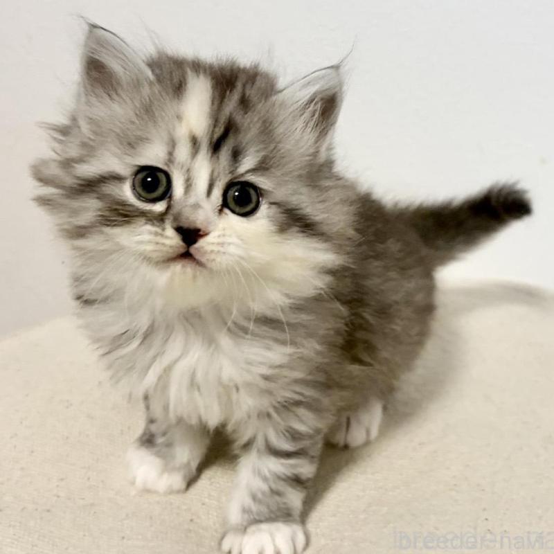 販売中の兵庫県のサイベリアン-135811