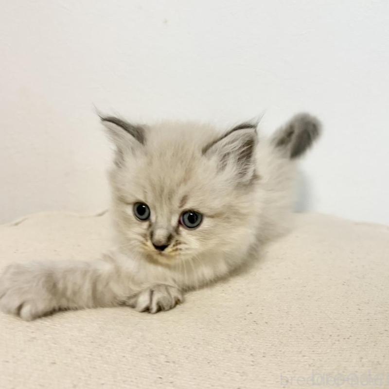 商談中の兵庫県のサイベリアン-135814の5枚目