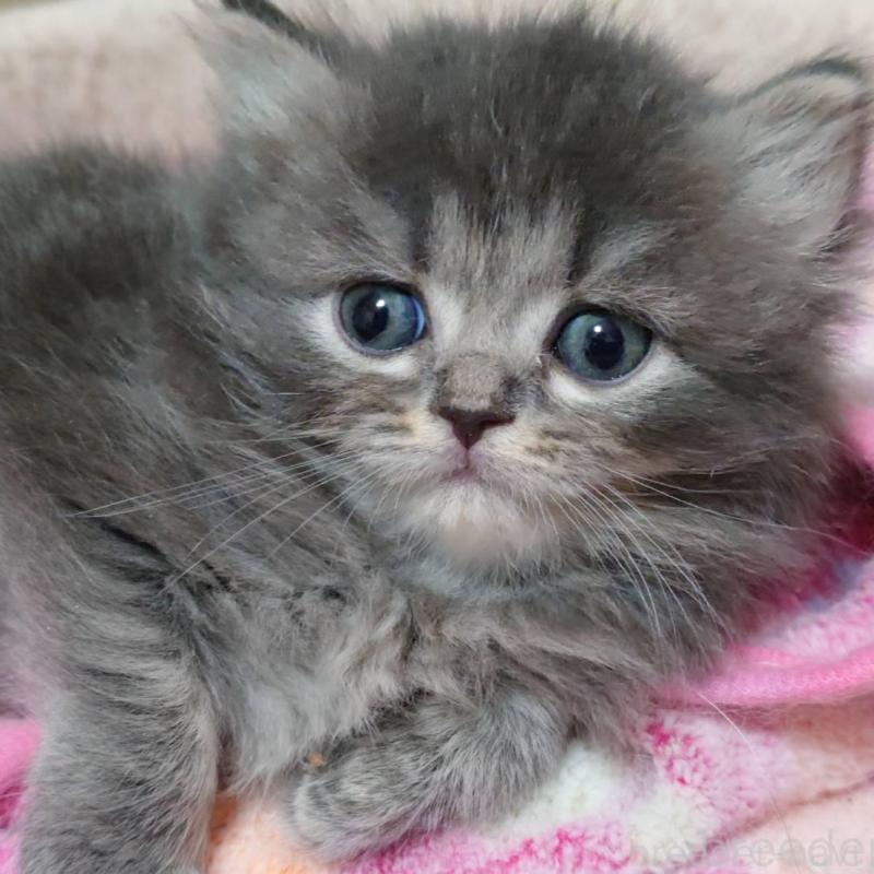 販売中の愛知県のミヌエット-136700の6枚目