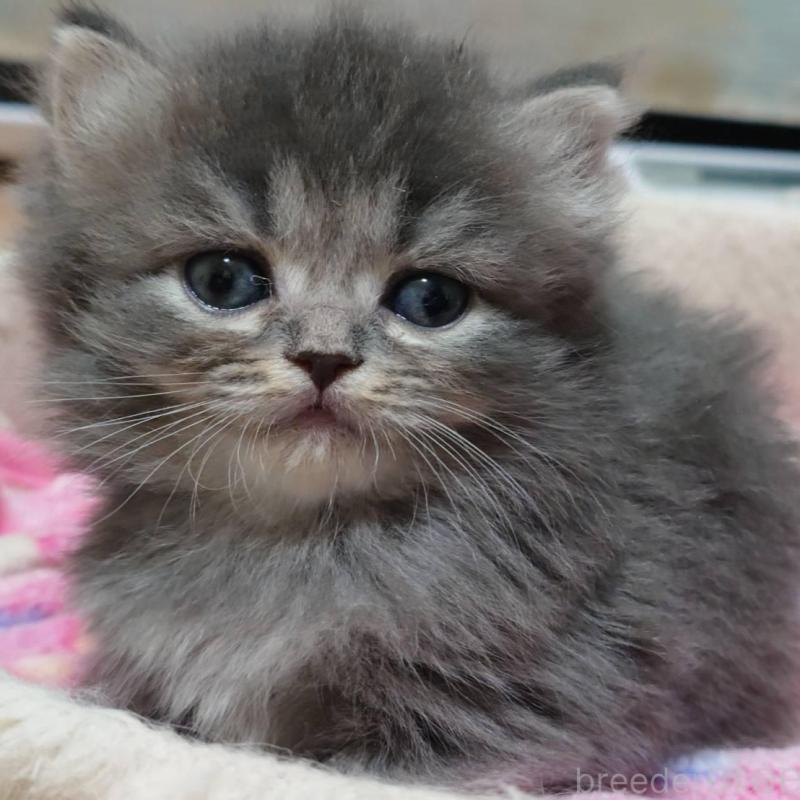 販売中の愛知県のミヌエット-136700の5枚目