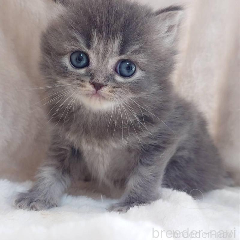 販売中の愛知県のミヌエット-136700の4枚目