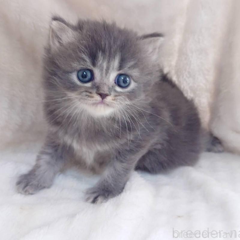 販売中の愛知県のミヌエット-136700の3枚目