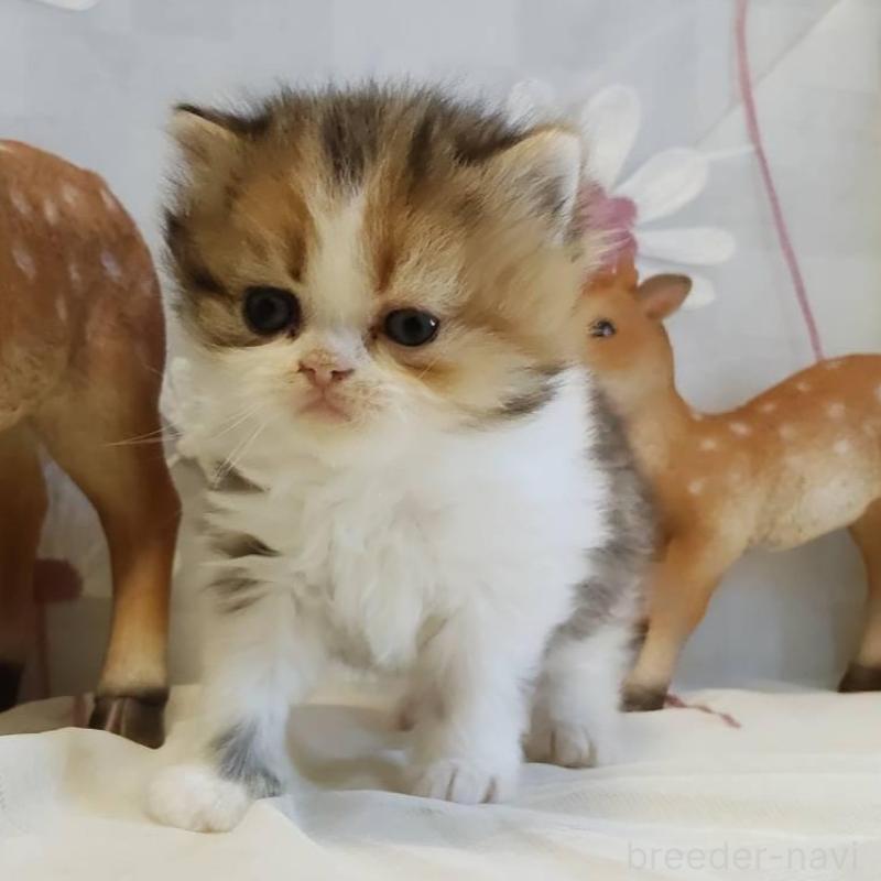 販売中の熊本県のラガマフィン-136701