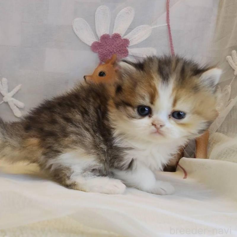 販売中の熊本県のラガマフィン-136701の3枚目