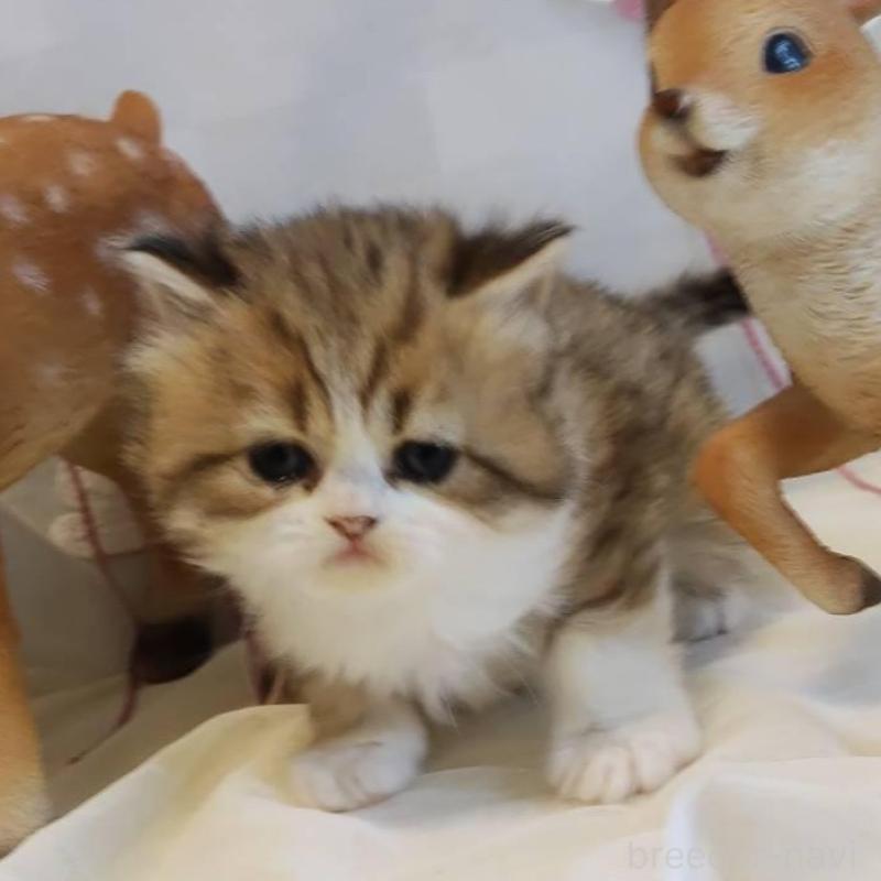 販売中の熊本県のラガマフィン-136702の1枚目