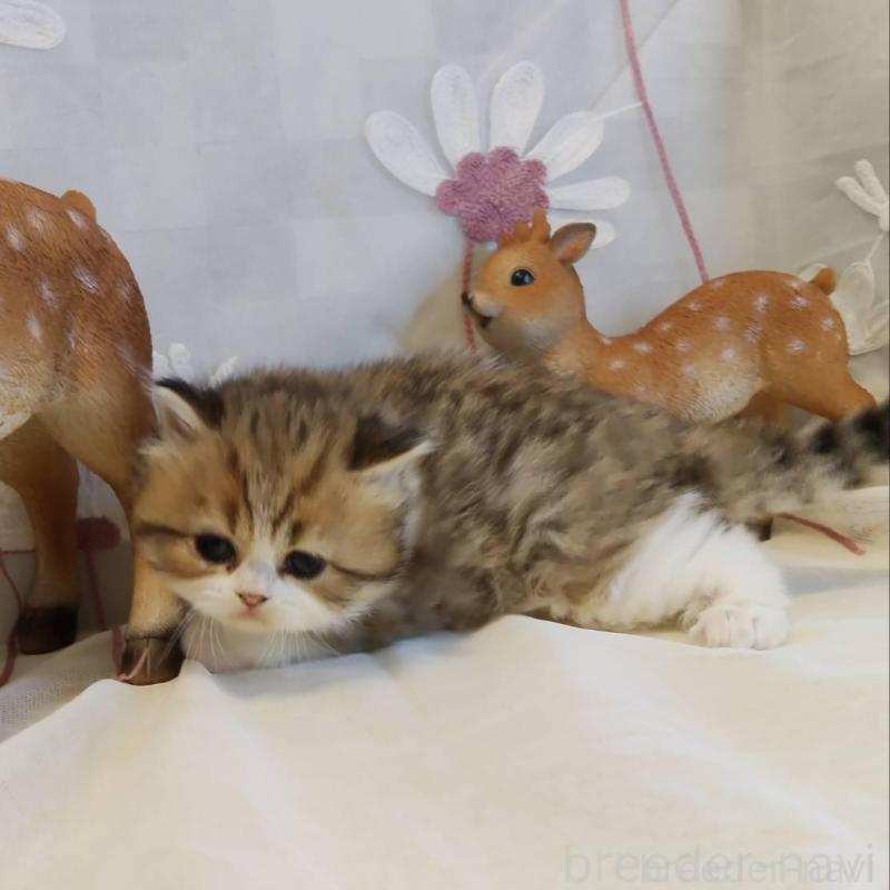 販売中の熊本県のラガマフィン-136702の6枚目