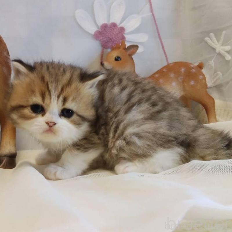 販売中の熊本県のラガマフィン-136702の5枚目